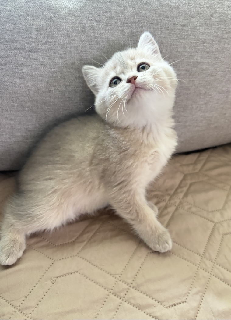 猫千代　0308 Z/X INFORMATION